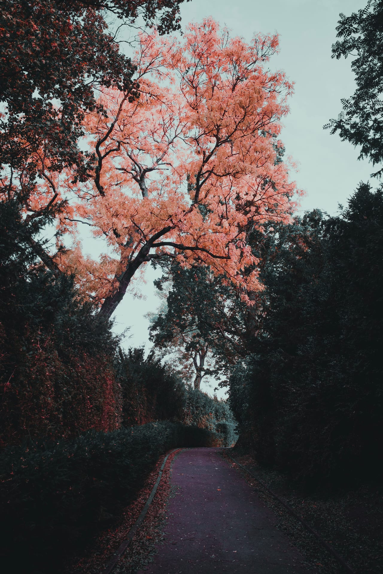 Colorbaum