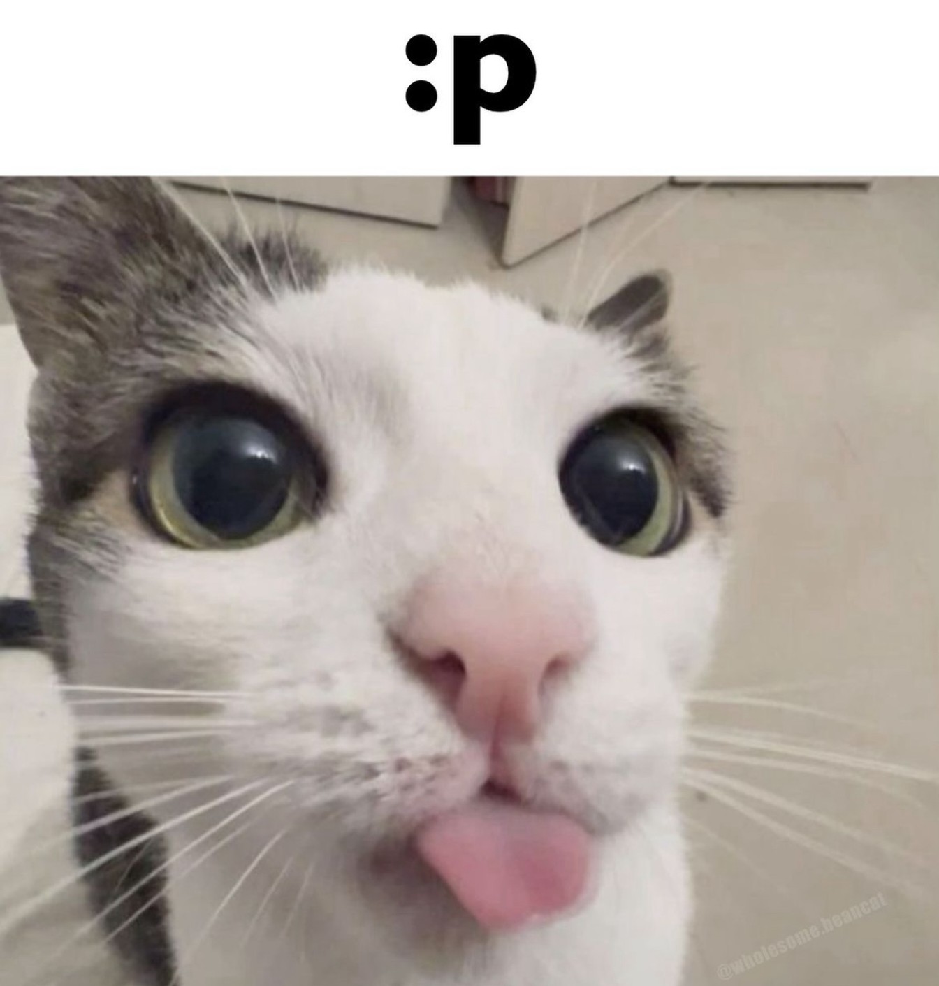 Katzi